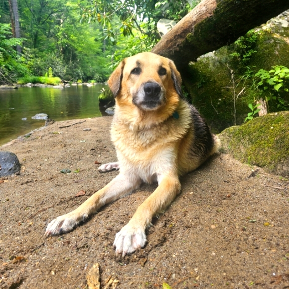 Meet your Posher, Sam - Picture 1 of 1